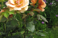 Rose-Flowers-in-Backyard-5-13-2010-160