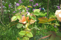 Rose-Flowers-in-Backyard-5-13-2010-161