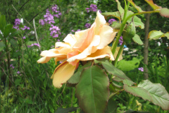 Rose-Flowers-in-Backyard-5-13-2010-164