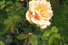 Rose-Flowers-in-Backyard-5-13-2010-169