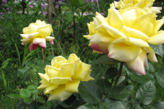 Rose-Flowers-in-Backyard-5-13-2010-174