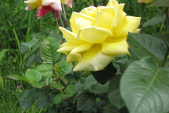Rose-Flowers-in-Backyard-5-13-2010-175