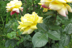 Rose-Flowers-in-Backyard-5-13-2010-176