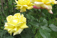 Rose-Flowers-in-Backyard-5-13-2010-177