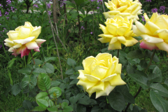 Rose-Flowers-in-Backyard-5-13-2010-178
