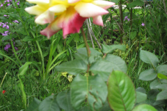 Rose-Flowers-in-Backyard-5-13-2010-179