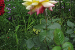 Rose-Flowers-in-Backyard-5-13-2010-180