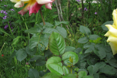 Rose-Flowers-in-Backyard-5-13-2010-182