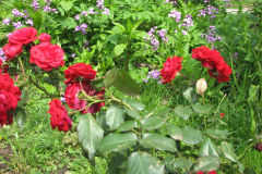 Rose-Flowers-in-Backyard-5-13-2010-186