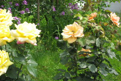 Rose-Flowers-in-Backyard-5-13-2010-188