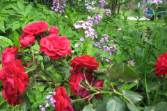Rose-Flowers-in-Backyard-5-13-2010-21