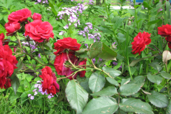 Rose-Flowers-in-Backyard-5-13-2010-22