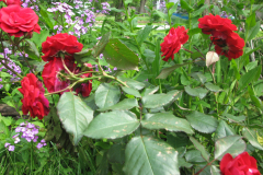 Rose-Flowers-in-Backyard-5-13-2010-24