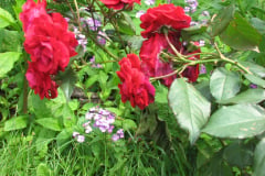 Rose-Flowers-in-Backyard-5-13-2010-25