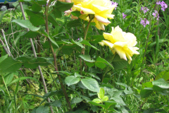 Rose-Flowers-in-Backyard-5-13-2010-28