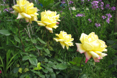 Rose-Flowers-in-Backyard-5-13-2010-29