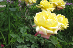 Rose-Flowers-in-Backyard-5-13-2010-30