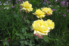 Rose-Flowers-in-Backyard-5-13-2010-31