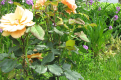 Rose-Flowers-in-Backyard-5-13-2010-35