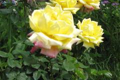 Rose-Flowers-in-Backyard-5-13-2010-36