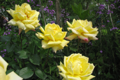 Rose-Flowers-in-Backyard-5-13-2010-38