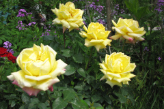 Rose-Flowers-in-Backyard-5-13-2010-39
