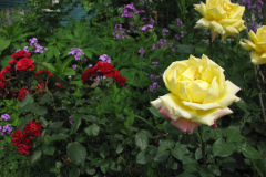 Rose-Flowers-in-Backyard-5-13-2010-40