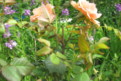 Rose-Flowers-in-Backyard-5-13-2010-42