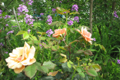 Rose-Flowers-in-Backyard-5-13-2010-44