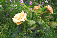 Rose-Flowers-in-Backyard-5-13-2010-47