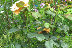 Rose-Flowers-in-Backyard-5-13-2010-49