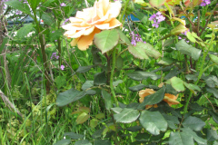 Rose-Flowers-in-Backyard-5-13-2010-50