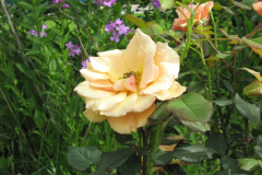 Rose-Flowers-in-Backyard-5-13-2010-52