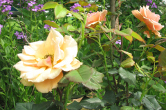 Rose-Flowers-in-Backyard-5-13-2010-53