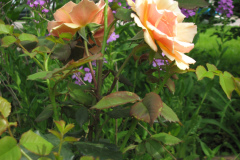 Rose-Flowers-in-Backyard-5-13-2010-55