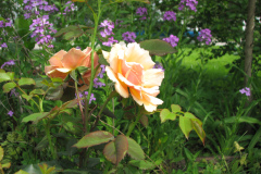 Rose-Flowers-in-Backyard-5-13-2010-57