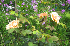 Rose-Flowers-in-Backyard-5-13-2010-59