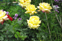 Rose-Flowers-in-Backyard-5-13-2010-60