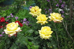 Rose-Flowers-in-Backyard-5-13-2010-62