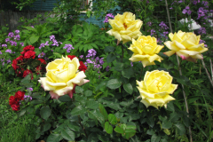 Rose-Flowers-in-Backyard-5-13-2010-63