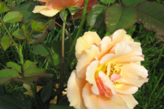 Rose-Flowers-in-Backyard-5-13-2010-70