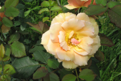 Rose-Flowers-in-Backyard-5-13-2010-71