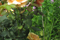 Rose-Flowers-in-Backyard-5-13-2010-73