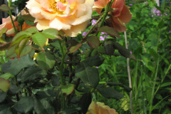 Rose-Flowers-in-Backyard-5-13-2010-74