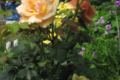 Rose-Flowers-in-Backyard-5-13-2010-77