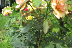 Rose-Flowers-in-Backyard-5-13-2010-78