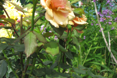 Rose-Flowers-in-Backyard-5-13-2010-80