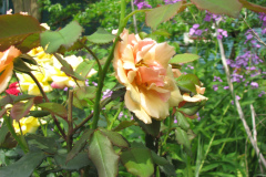 Rose-Flowers-in-Backyard-5-13-2010-81
