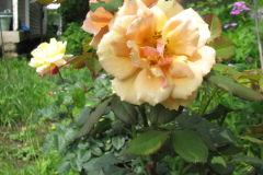 Rose-Flowers-in-Backyard-5-13-2010-85
