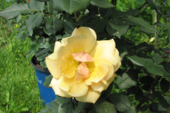 Rose-Flowers-in-Backyard-5-13-2010-86